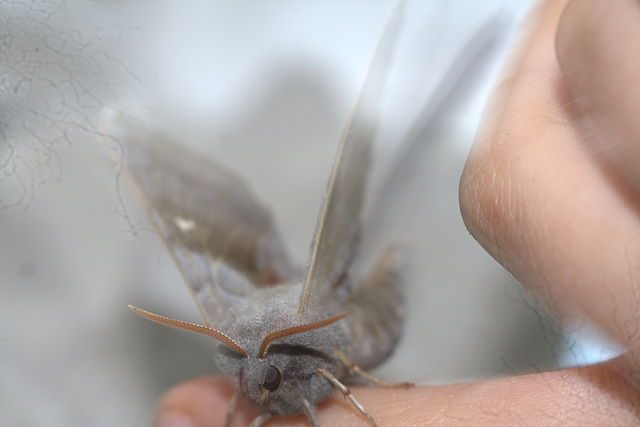 IMG 8865Hawkmoth