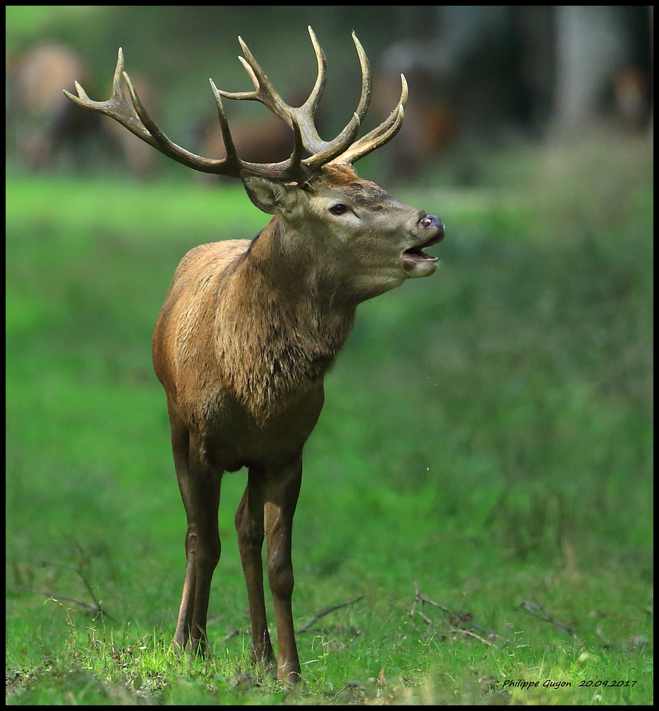 CERF