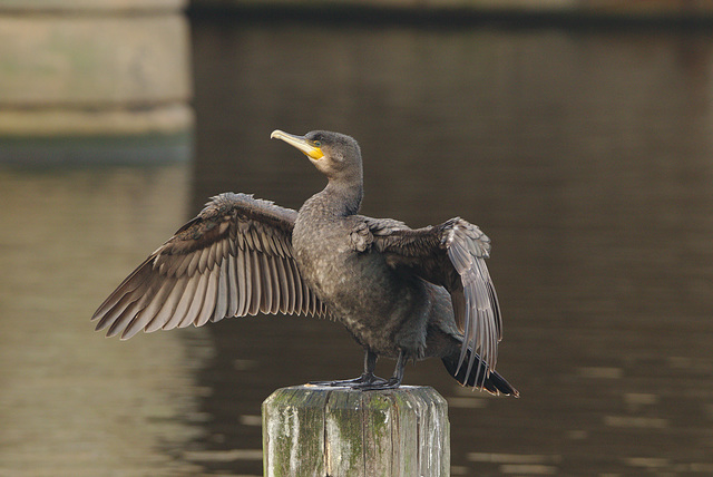 CormorantEF7A0140_01