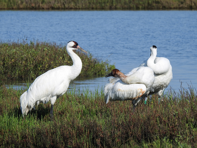 Day 3, Whooping Cranes, family of 3, Aransas