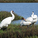 Day 3, Whooping Cranes, family of 3, Aransas