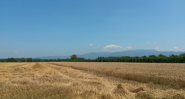 Hochsommer im Hanauerland