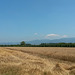 Hochsommer im Hanauerland