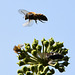 Wespe und Biene