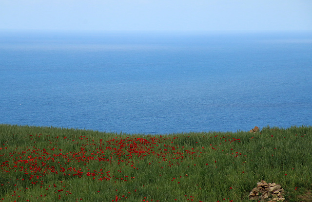 Field of poppies