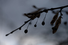 DSCF2387