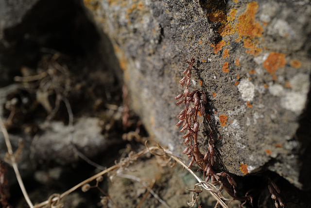 Umbilicus rupestris