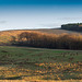 Lyme Park Red Deer herd