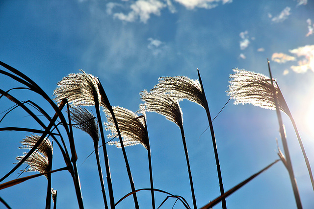 Miscanthus - Riesengras