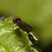 IMG 0275 Fly