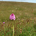 Pyramidal orchid