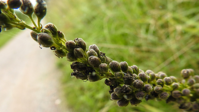 20230810 3767CPw [D~MS] Schwarze Königskerze (Verbascum nigrum), Rieselfelder Münster