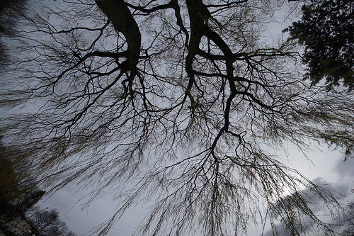 Trees Looking Up 2