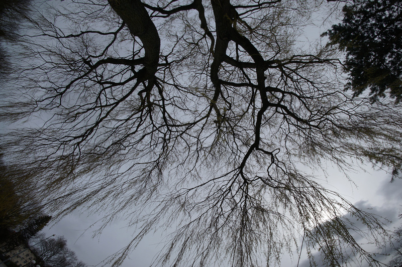 Trees Looking Up 2