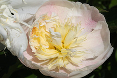 pivoine épanouie