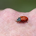 Convergent Ladybug / Hippodamia convergens