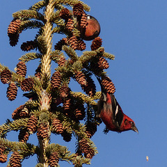 White-winged Crossbill