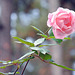 December Rose