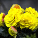 Yellow Begonia