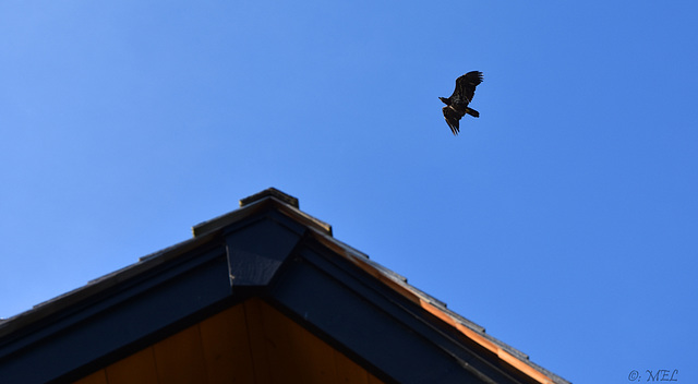 Seeadler über Sechelt