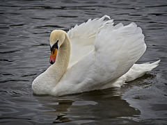 Mute Swan