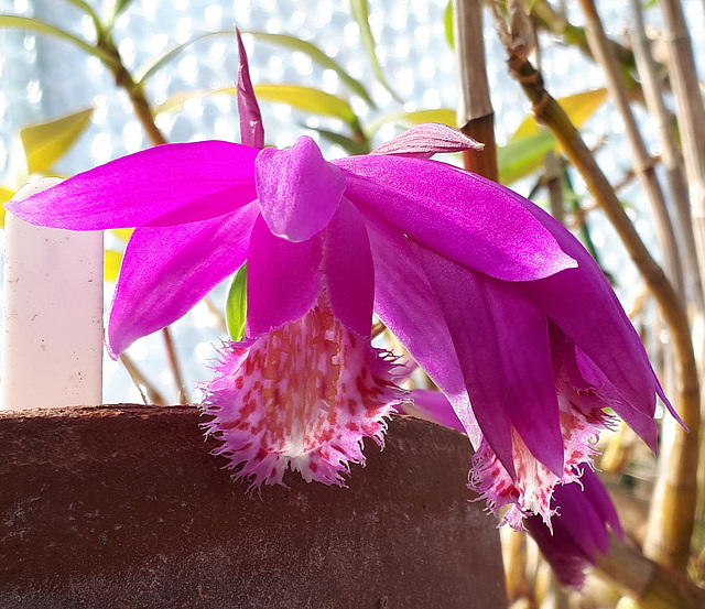 First Pleione flowers