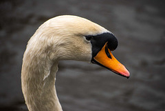 Swan profile