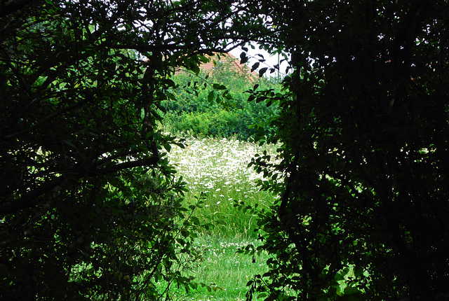 Field of Marguerite Daisies