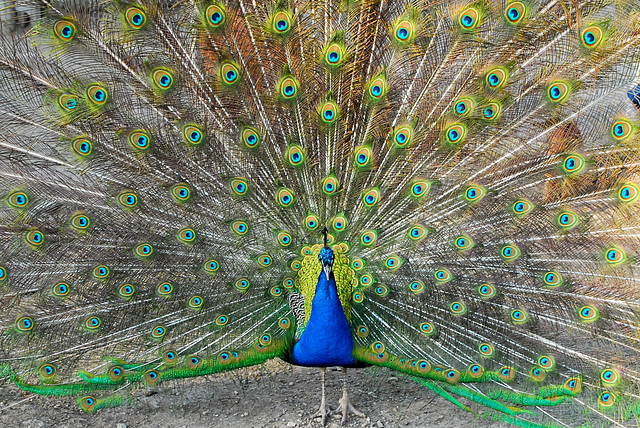 Pfau im Hochzeitskleid