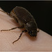 IMG 6729 Beetle