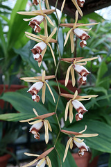 Coelogyne dayana