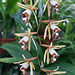 Coelogyne dayana