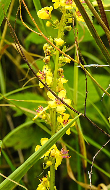 20230810 3768CPw [D~MS] Schwarze Königskerze (Verbascum nigrum), Rieselfelder Münster