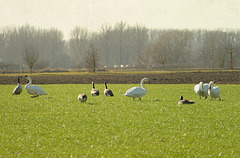 Treffen von Entenvögeln