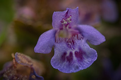 Der Gundermann (Glechoma hederacea) steht seinen Mann :)) The ground ivy (Glechoma hederacea) stands its ground :)) Le lierre terrestre (Glechoma hederacea) tient bon :))
