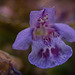 Der Gundermann (Glechoma hederacea) steht seinen Mann :)) The ground ivy (Glechoma hederacea) stands its ground :)) Le lierre terrestre (Glechoma hederacea) tient bon :))