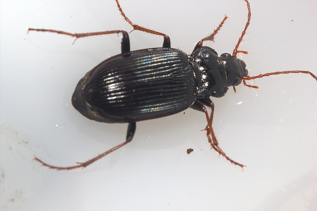 IMG 5189GroundbeetleNatureReserve31May2015Canon550CanonMPE