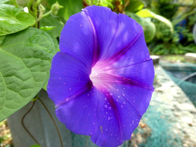 Ipomoea...