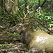 Resting elk