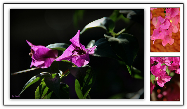 ❀❀ Bougainvillea ❀❀