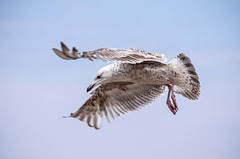 Gull photos, New Brighton (1)