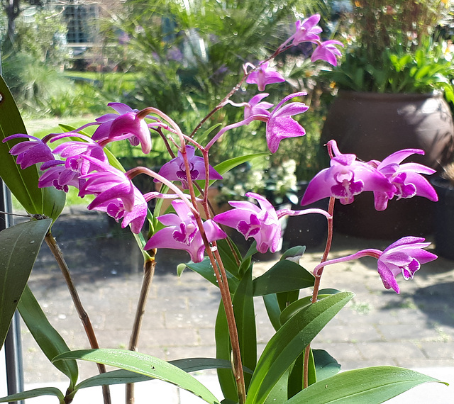 Dendrobium kingianum