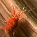 Mite IMG_2634