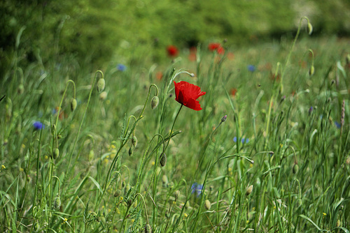 Am Kornfeld