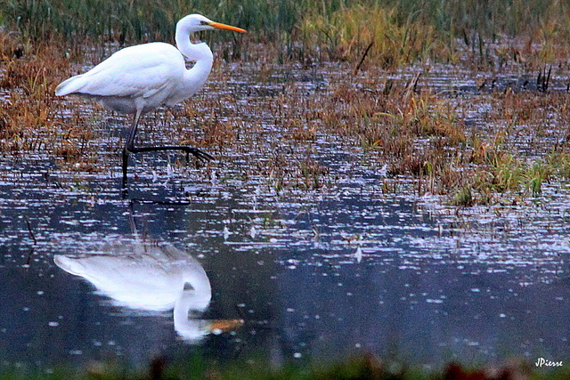 Le pas de la Grande Aigrette