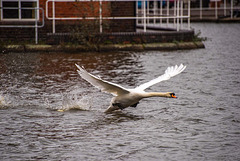 Swan take off