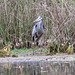 Great blue heron