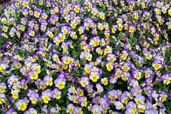 Violas