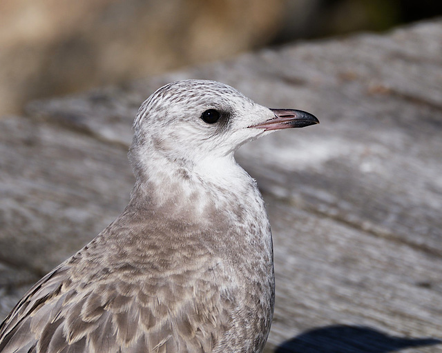 Sturmmöwe im Jugendkleid (Larus canus)