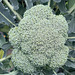 Brassica oleracea var. italica